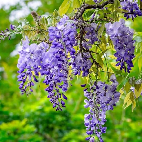 Wisteria Flower Essence