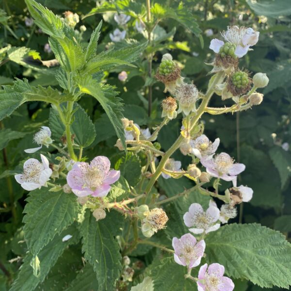 Blackberry Flower Essence