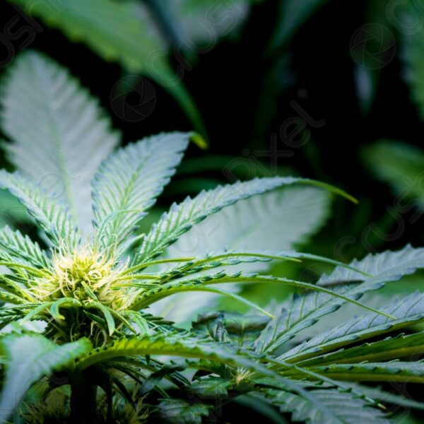 Cannabis Flower Essence