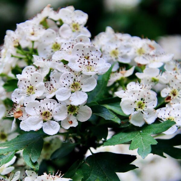 Hawthorn Flower Essence