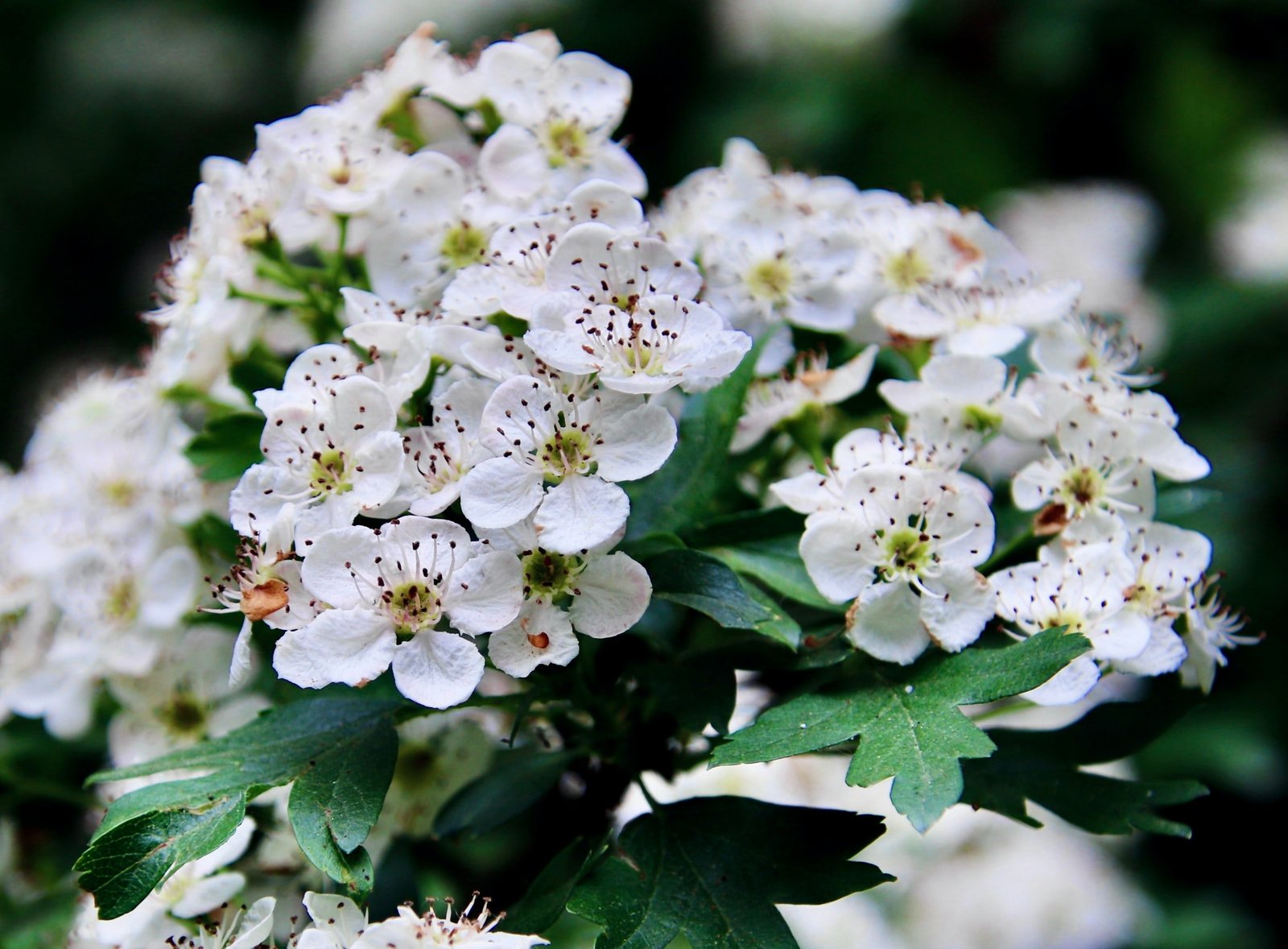 Hawthorn Flower Essence
